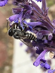Megachilinae