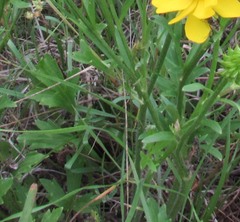 Ranunculus macranthus