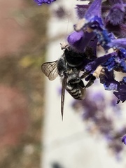 Megachilinae