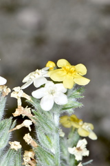 Oreocarya confertiflora