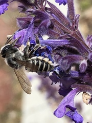 Megachilinae