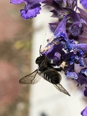Megachilinae