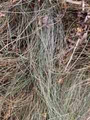 Festuca californica