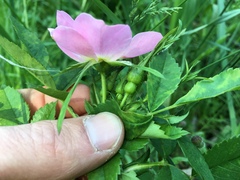 Rosa