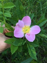 Rosa