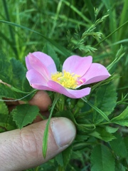 Rosa