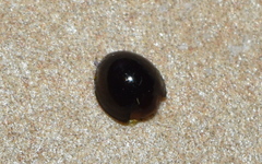 Chilocorus nigritus