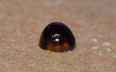 Chilocorus nigritus