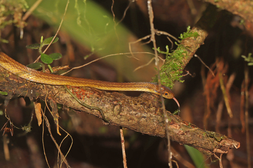 Photo of a Ranomafana Big-headed Snake (Compsophis laphystius)