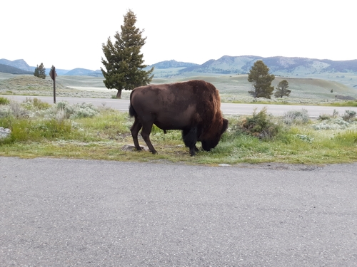 American bison