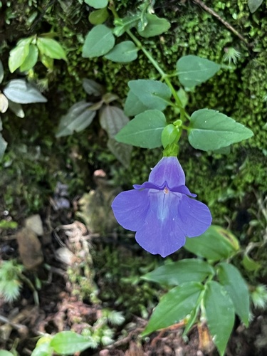 Torenia concolor