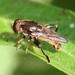 Common Thick-leg Fly - Photo (c) Joe Bartok, some rights reserved (CC BY-NC), uploaded by Joe Bartok