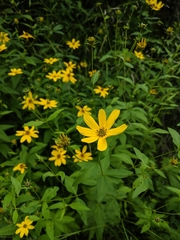 Coreopsis major