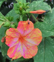 Mirabilis jalapa