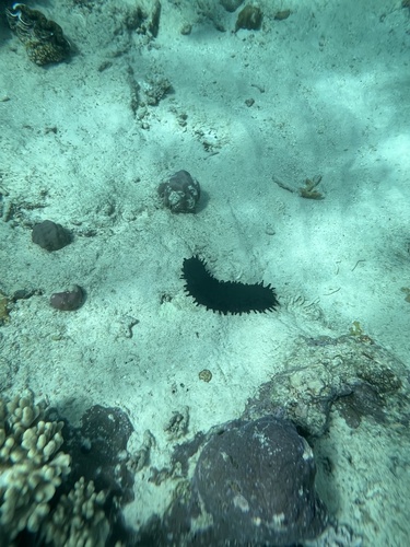 Photo of Greenfish sea cucumber (Stichopus chloronotus)