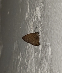 Hermeuptychia isabella