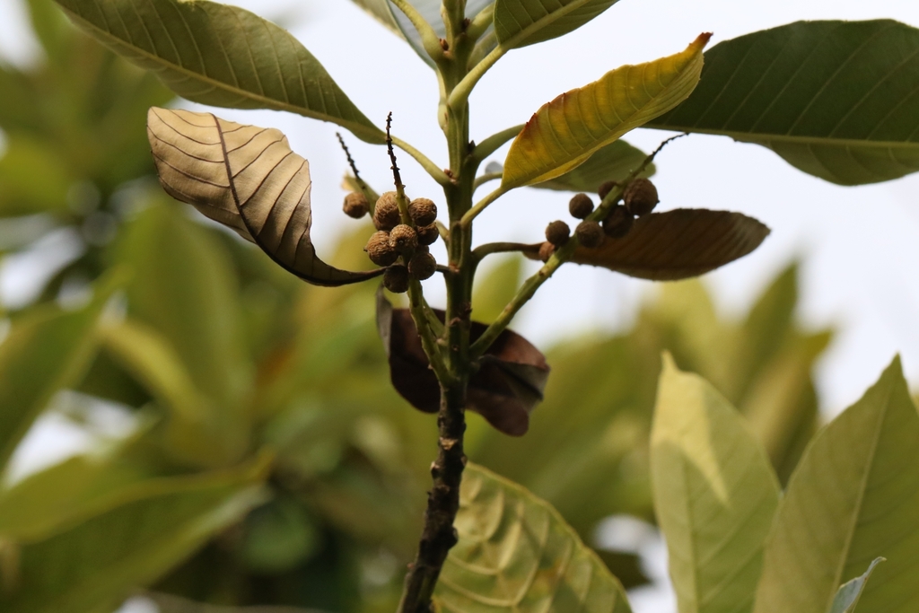 Castanopsis fissa; photograph author not stated, no rights reserved