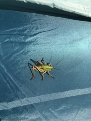 Psorodonotus