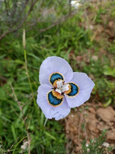 Image of Moraea villosa by (c) bullwooding, some rights reserved (CC BY)