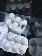 Nicrophorus humator