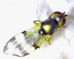 Chaetopsis massyla