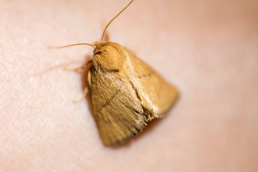 Hoyosia codeti