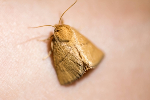 Tortue occitane (La), Tortue de Provence (La)