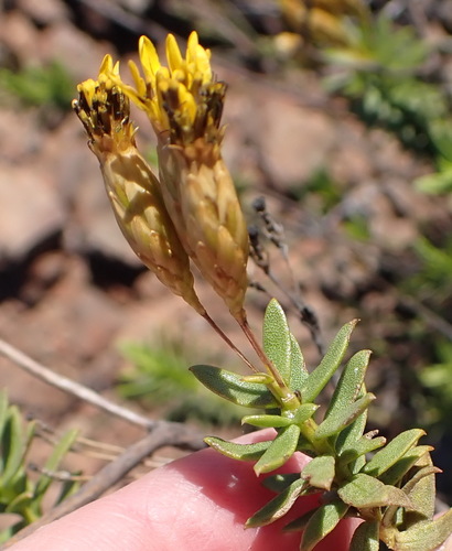 Image of Oedera resinifera by (c) Nicola van Berkel, some rights reserved (CC BY-SA)