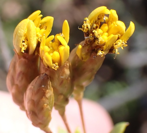 Sticky Perdekaroo (Oedera resinifera)