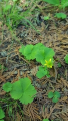 Ranunculus lapponicus