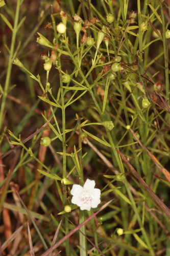 Sandplain false foxglove (Agalinis decemloba)