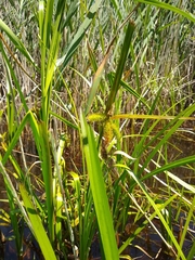 Carex comosa