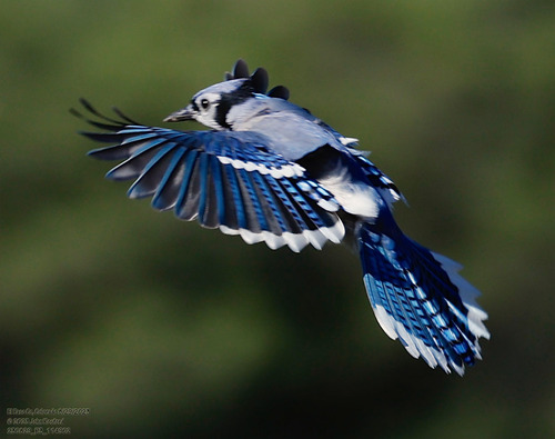 Blue Jay photographed in Colorado