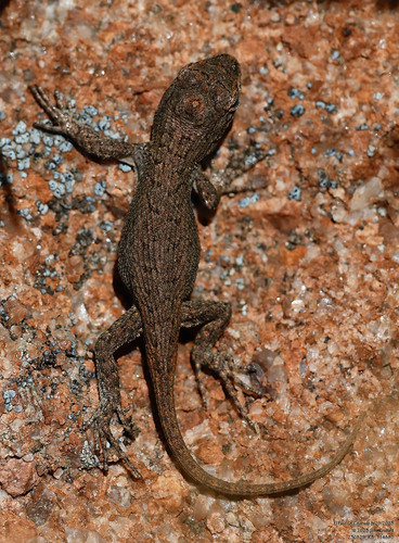 Southern Prairie Lizard, Sceloporus consobrinus