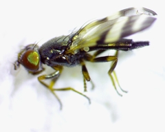 Chaetopsis massyla