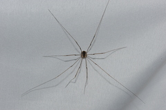 Leuronychus pacificus