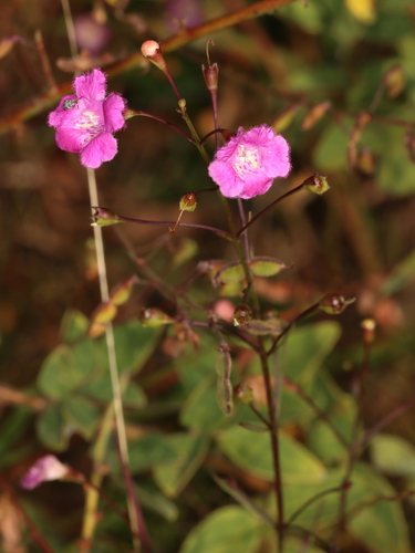 Sandplain false foxglove (Agalinis decemloba)