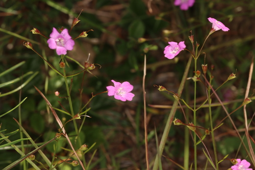 Sandplain false foxglove (Agalinis decemloba)