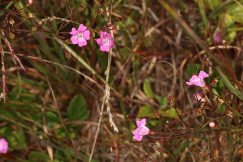 Image of Agalinis decemloba by (c) Jake McCumber, some rights reserved (CC BY)
