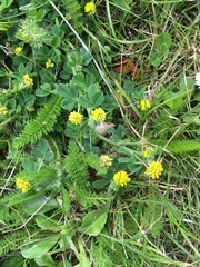 Medicago lupulina