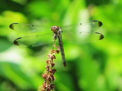 Libellula vibrans