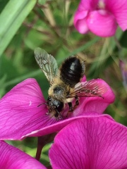 Megachile