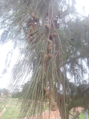 Casuarina equisetifolia