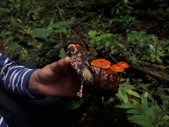 Mycena ixoxantha