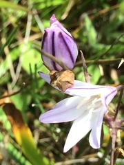 Triteleia peduncularis
