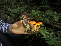 Mycena ixoxantha