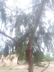 Casuarina equisetifolia