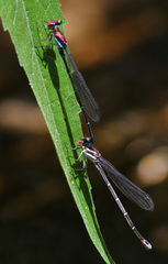 Argia cuprea