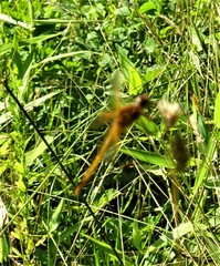 Libellula needhami