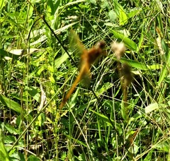 Libellula needhami